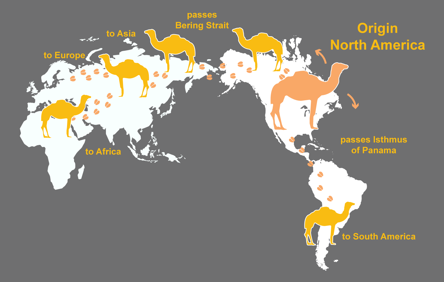 Camelids distribution and origin. Image: Annica Roos, NRM.