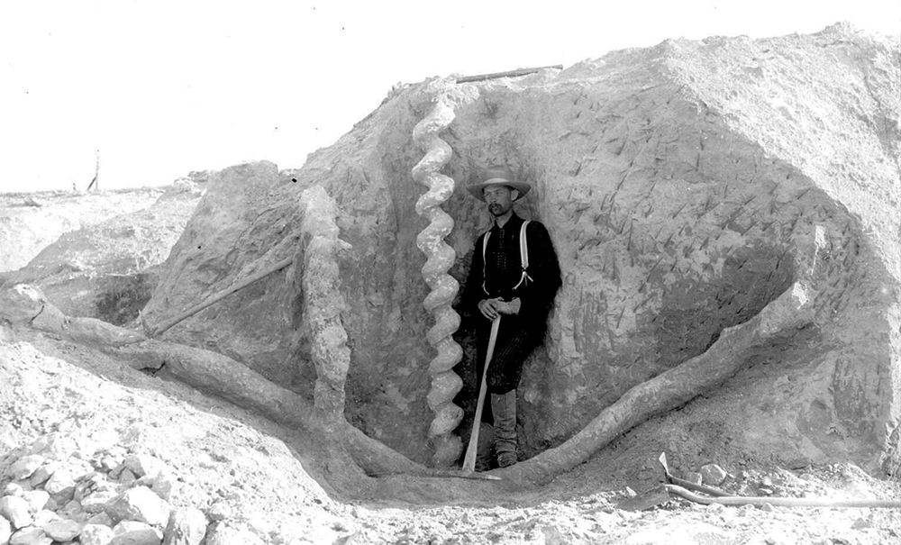 Bild på fossil korskruvsformad grävgång. Daemonelix burrows, Agate Fossil Beds. Public domain