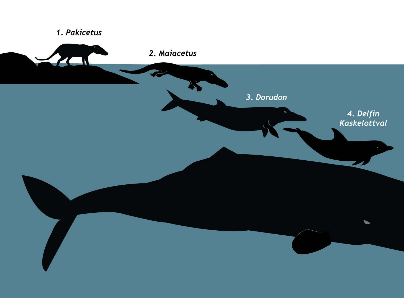 Valarnas utveckling från landlevande däggdjur, till havslevande däggdjur. Annica Roos, NRM