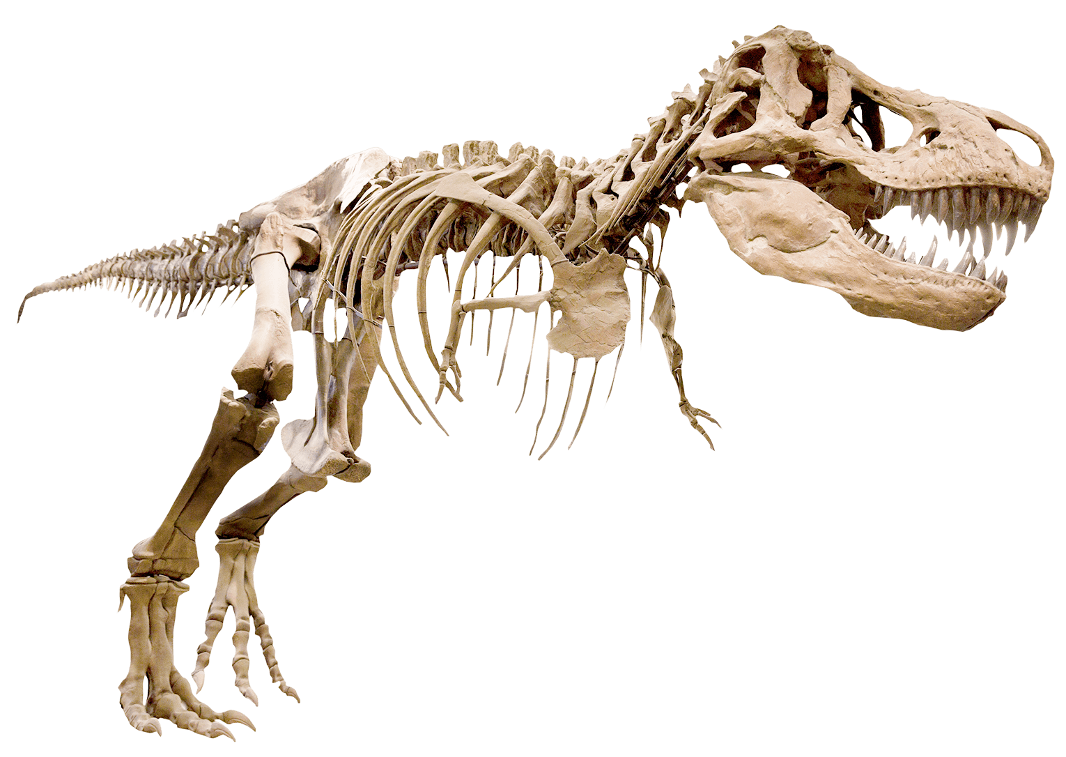 Skelett av T-rex. Köpt av NRM.