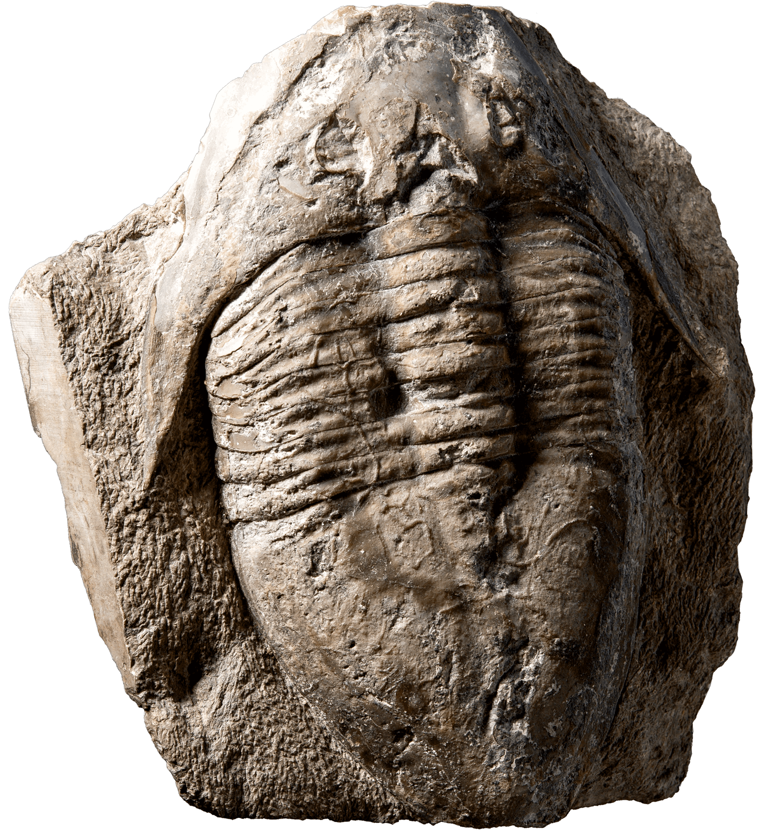 Fossil trilobit. Foto: Bengt Olofsson, NRM