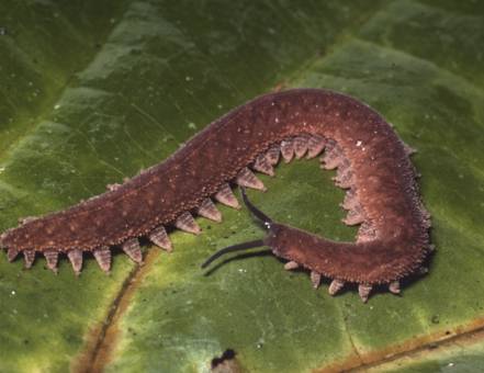 Photo of modern velvet worm.