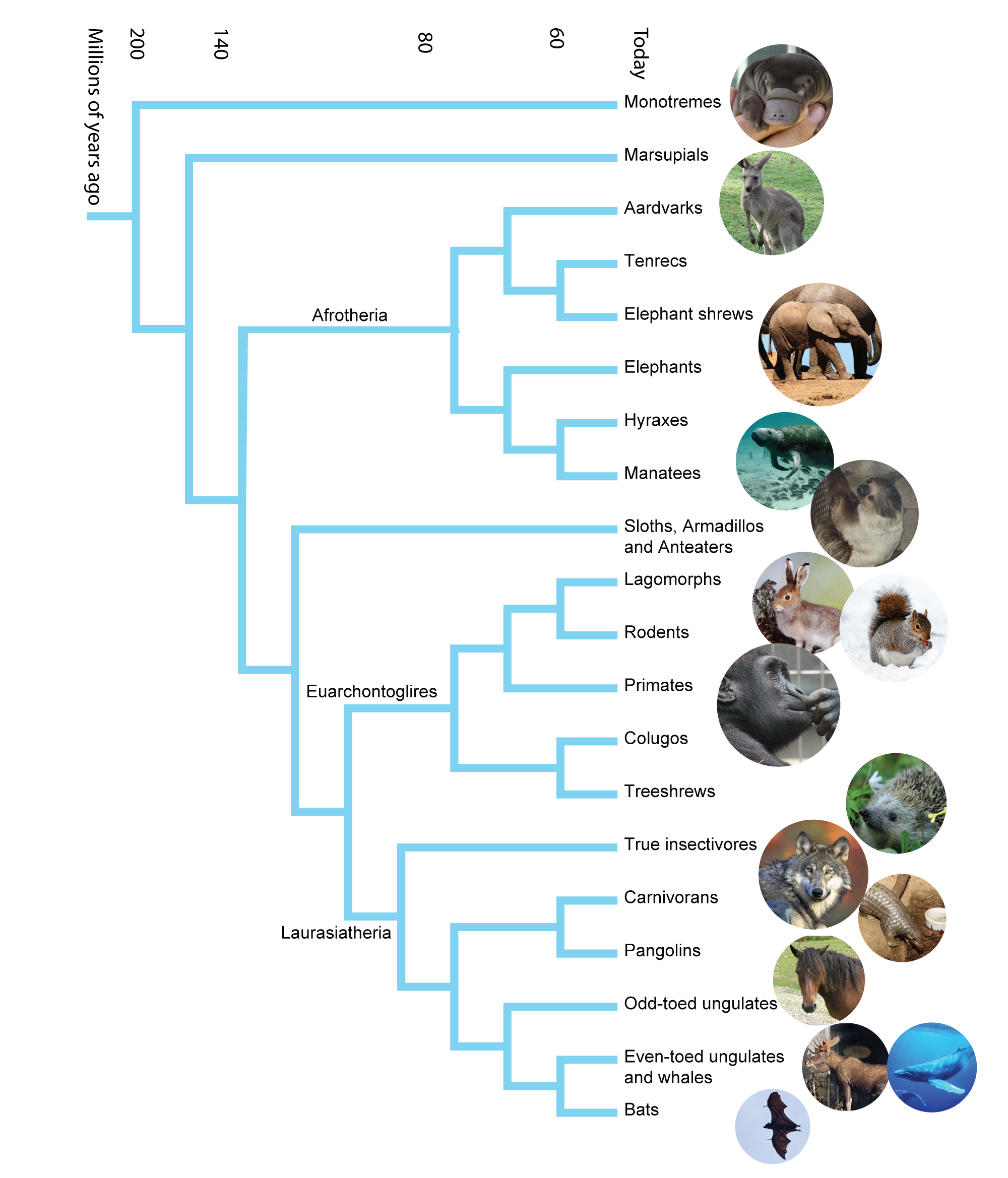 Mammal family tree. Image: Annica Roos, NRM