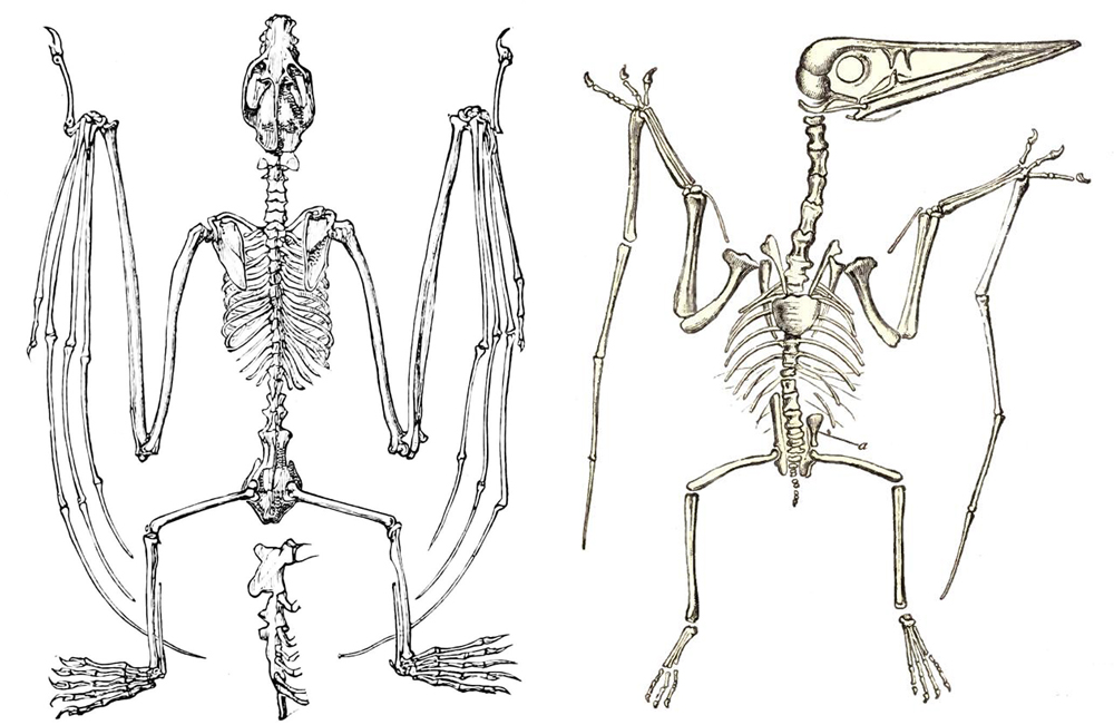 Skelett av fladdermus (vänster) och flygödla (höger). Public domain