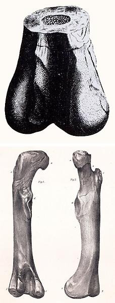 Scrotum humanum och Megalosaurus femur. Bilder: Public Domain.