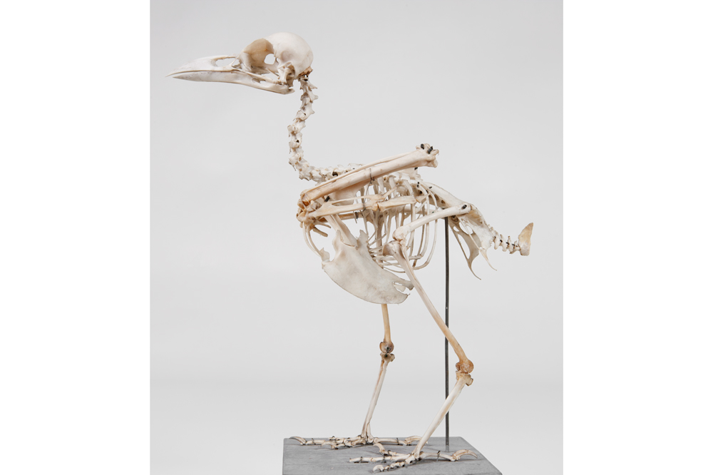 Skelett av kråka. Bild: Karolina Kristensen, NRM