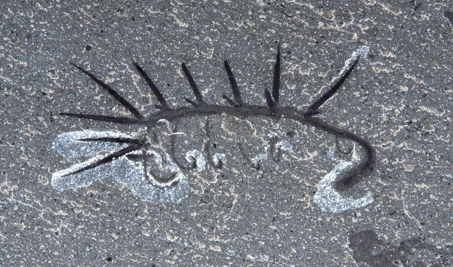 Foto på fossil Hallucigenia, rättvänd.