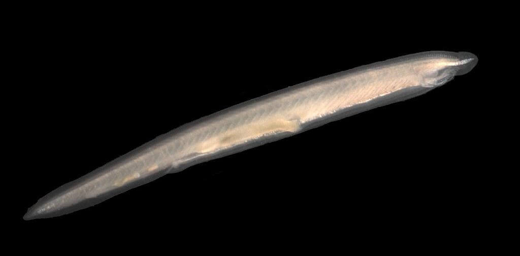 Fossil av en nutida lansettfisk. Foto: Smithsonian Institution, National Museum of Natural History, Hans Hillewaert, cc-by-sa