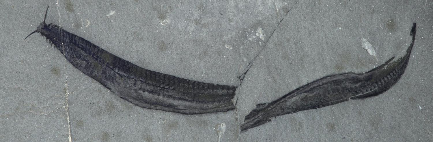 Fossil av pikaia. Foto: Smithsonian Institution, National Museum of Natural History, Jean-Bernard Caron