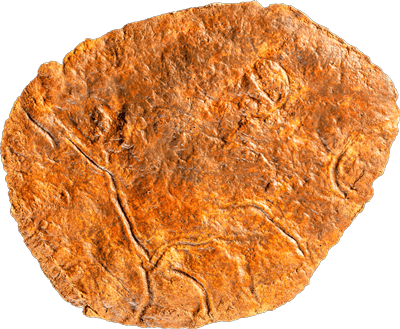 Foto av fossil av krypspår.