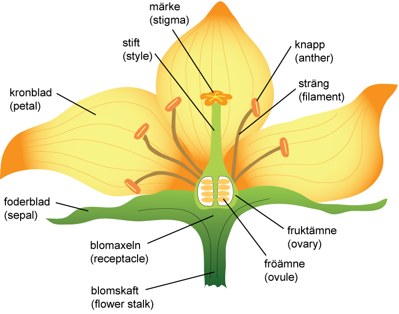 Flower diagram. Image: Stephen McLoughlin, NRM