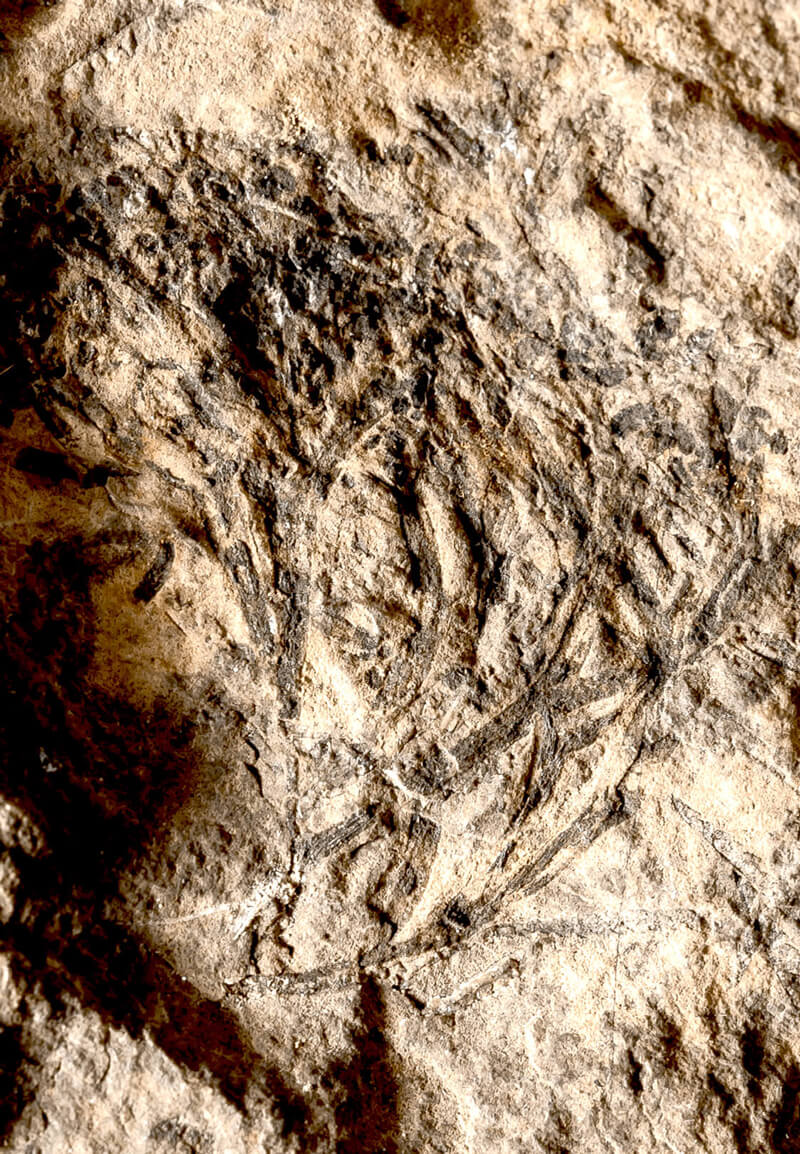 Cooksonia, fossil. Foto: Bengt Olofsson, NRM
