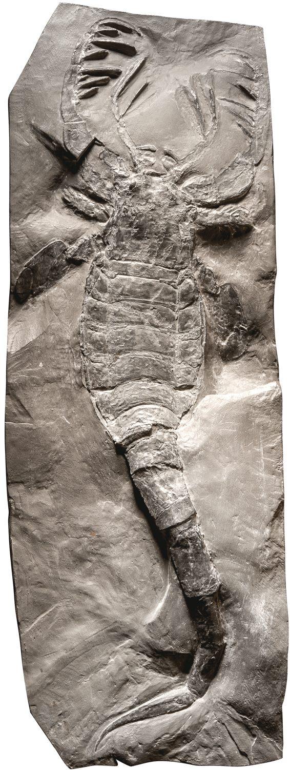 Havsskorpion, fossil. Foto: Bengt Olofsson, NRM