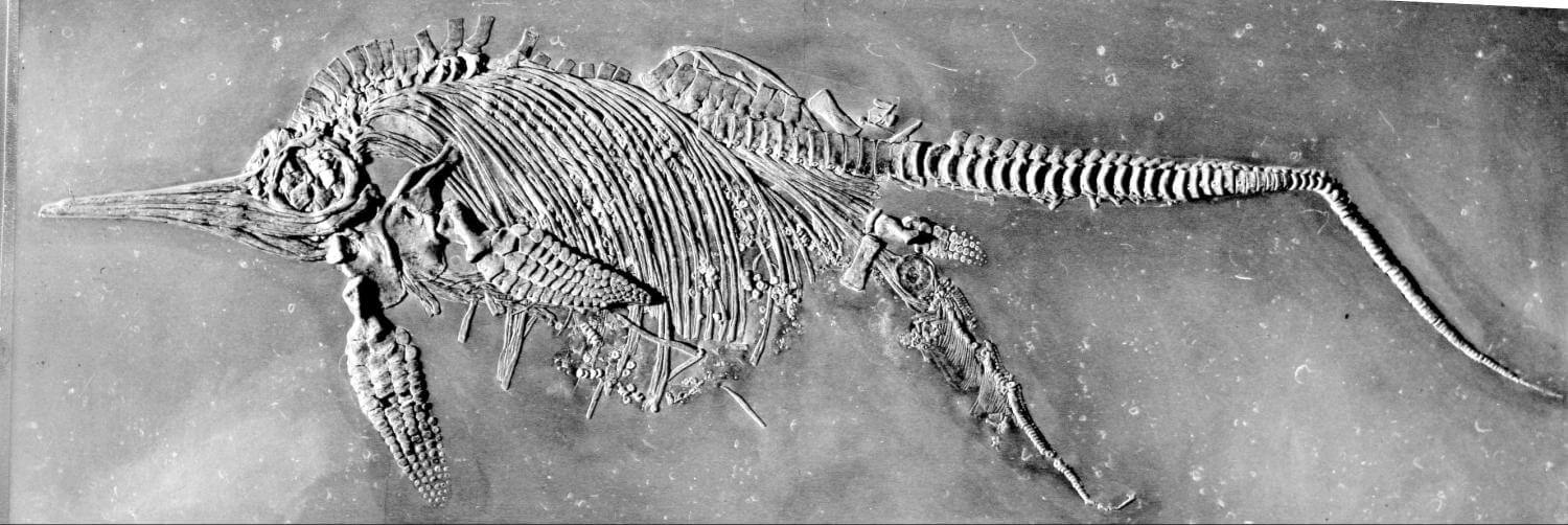 Fossil av fisködla. Foto: Das Staatliche Museum für Naturkunde Stuttgart