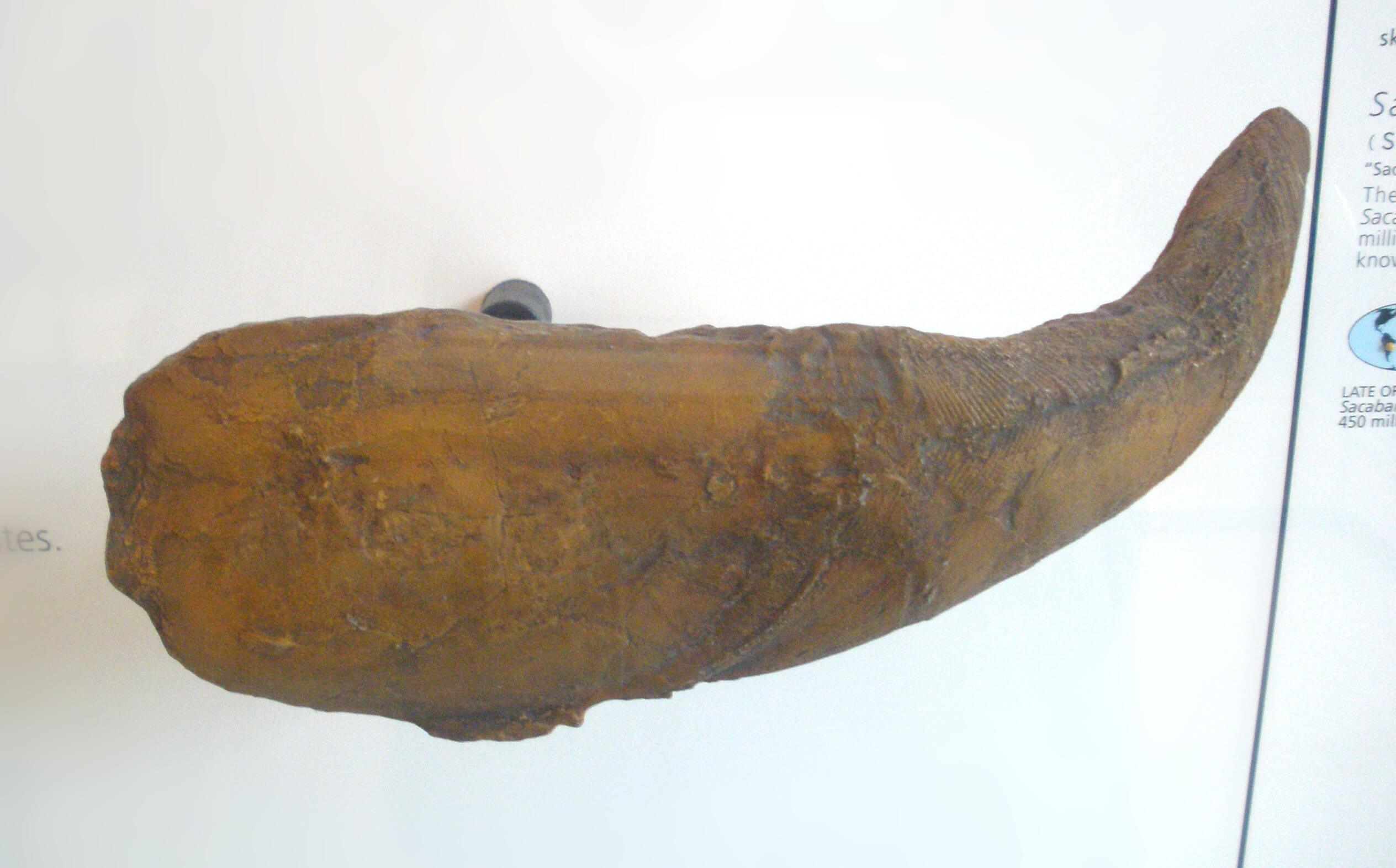 Pansarrundmun,
  fossil.Foto: Ghedoghedo, cc-by-sa