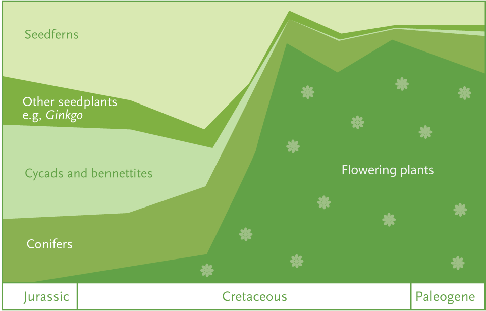 Utvecklingen av blomväxterna. Bild: Annica Roos, NRM