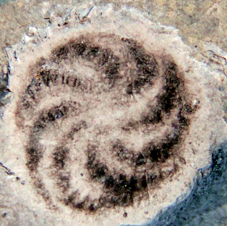 Fossil kammanet. Bild: Tang et al, Chinese Academy of Geological Sciences Beijing