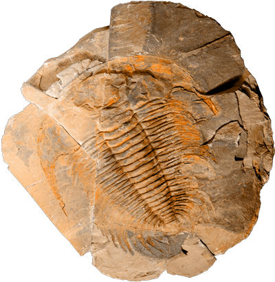 Trilobit, fossil. Foto: Bengt Olofsson, NRM