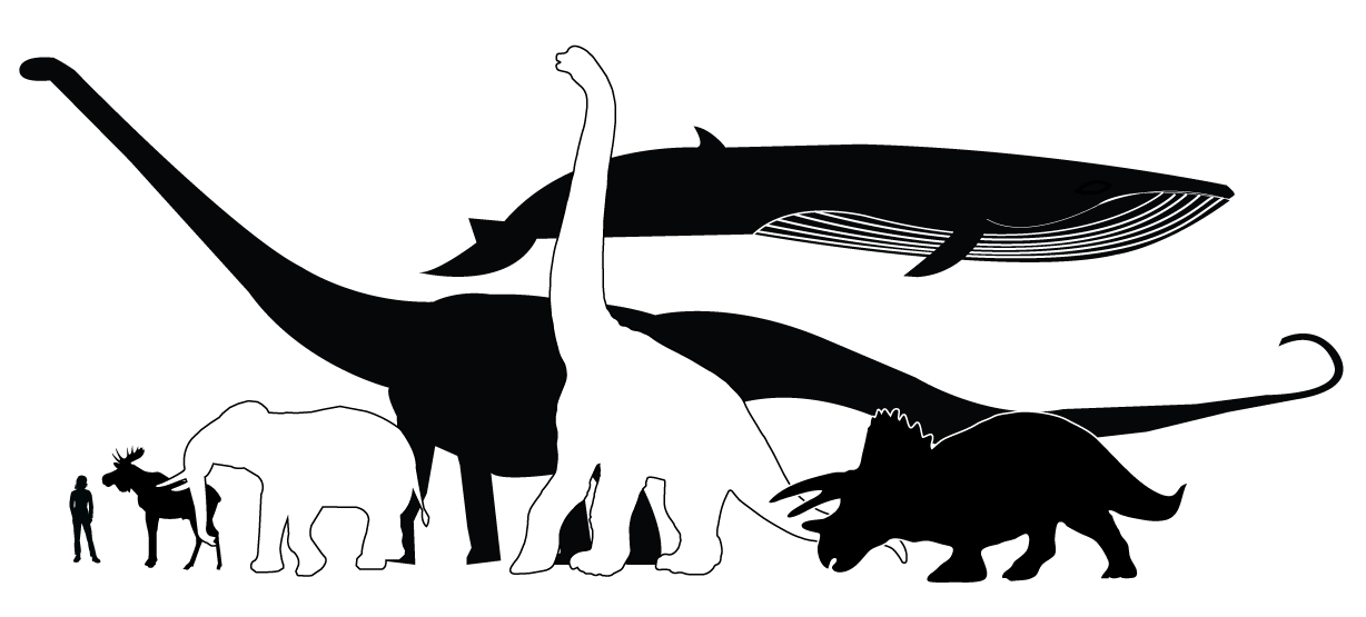 Dinosaurier jämfört med moderna däggdjur. Bild Annica Roos, NRM