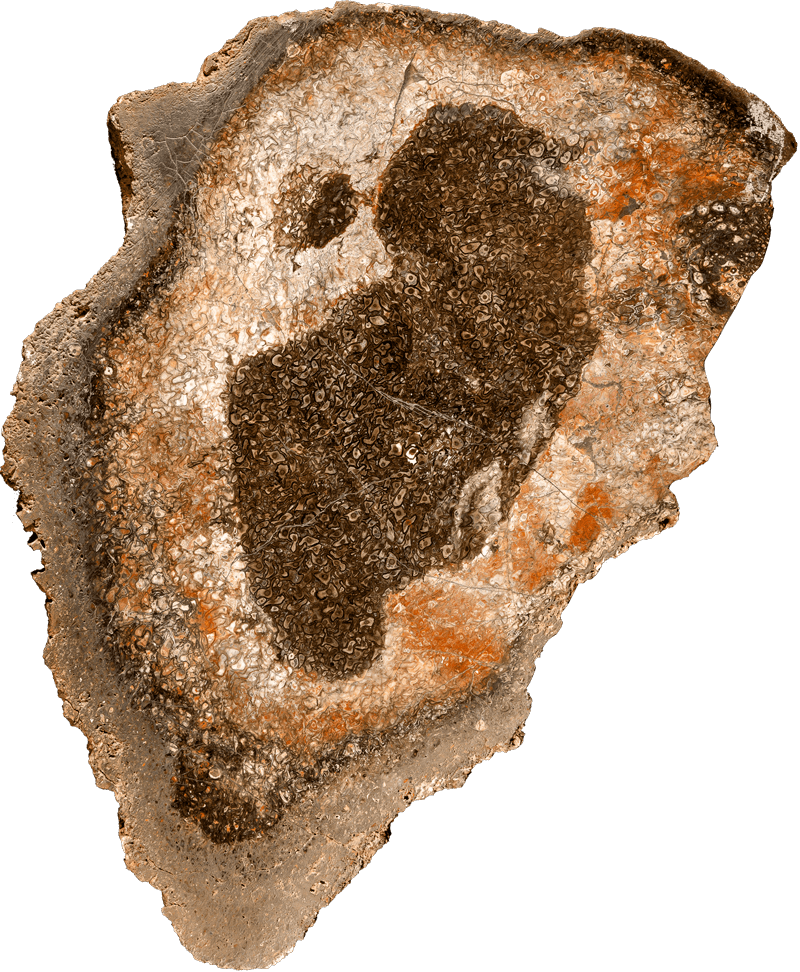 Fossil trädstam från perm. Foto: Bengt Olofsson, NRM