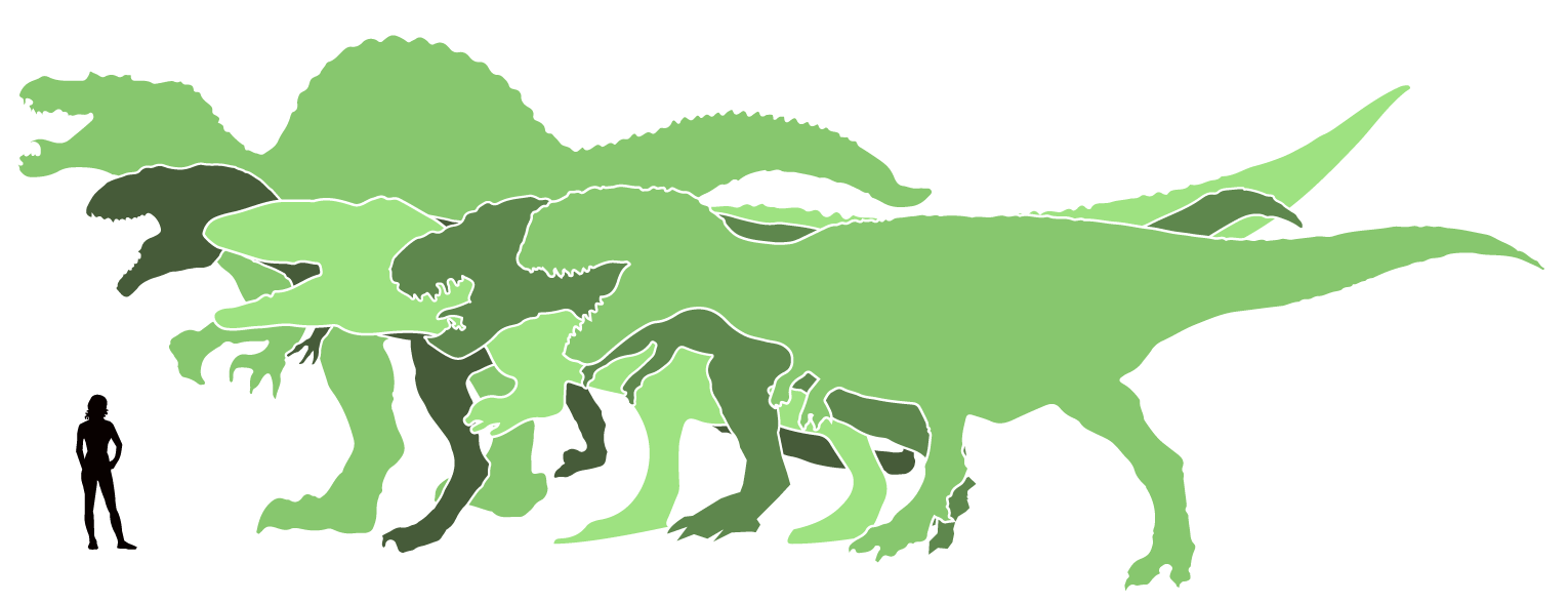 Jämförelse dinosauriers storlek. Bild Annica Roos, NRM