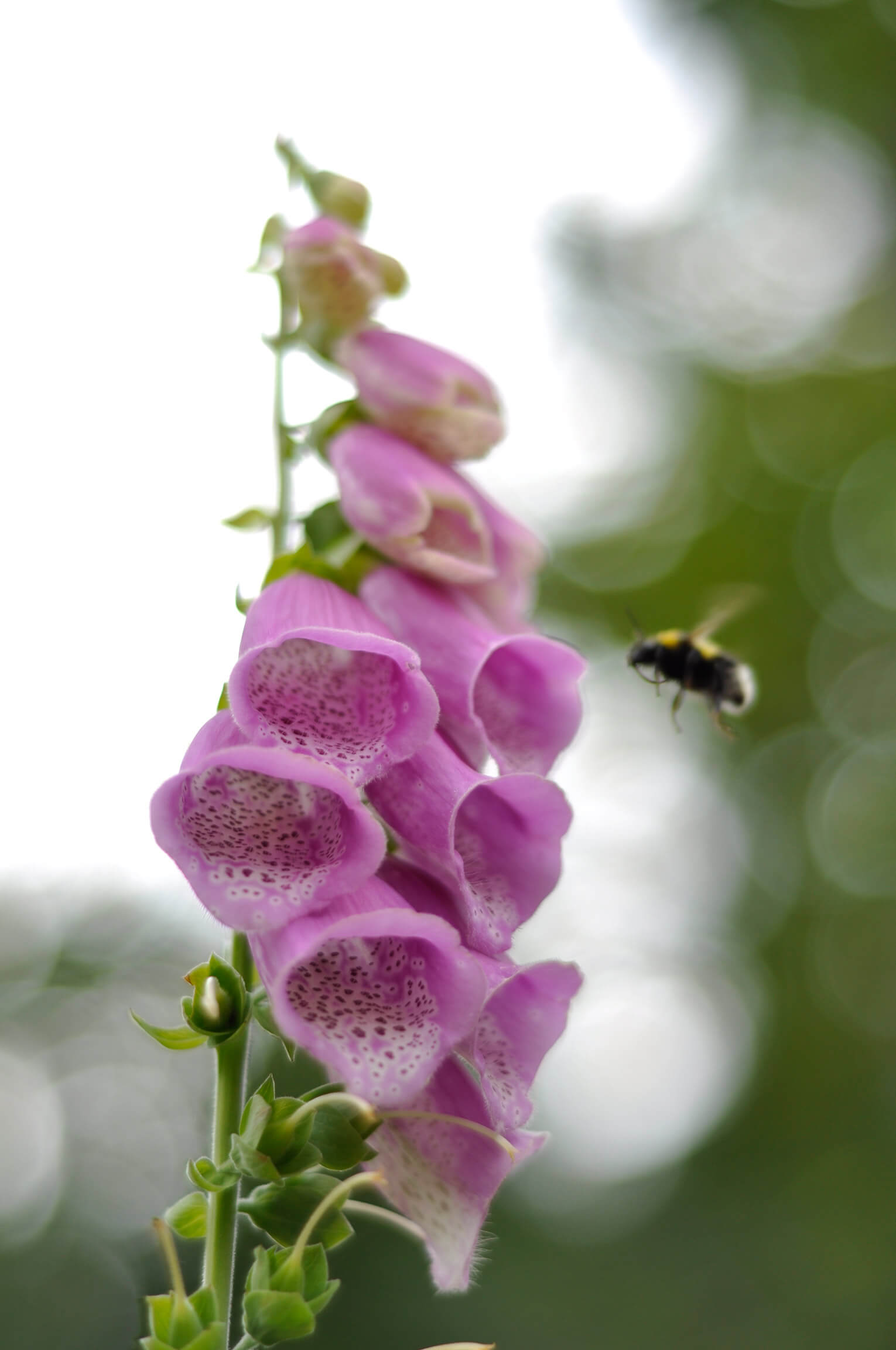 Insekt som pollinerar en blomma. Foto: Annica Roos, NRM