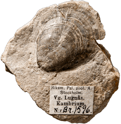 Mickwatzia, fossil. Foto: Bengt Olofsson, NRM