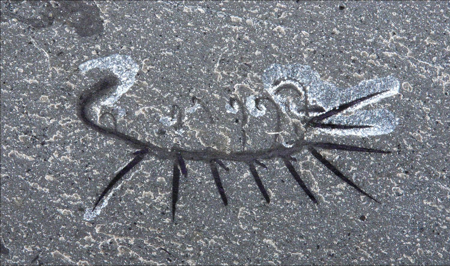Foto av fossil Hallucigenia, upp och ner.